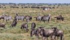 Serengeti-Mila-Tented-Camp-16