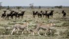 Serengeti-Mila-Tented-Camp-18