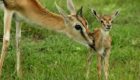 Serengeti-Mwiba-Lodge-29