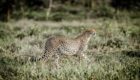 Serengeti-Mwiba-Lodge-30