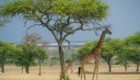 Serengeti-Sabora-tented-camp-29