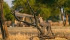 Serengeti-Sabora-tented-camp-30