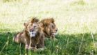 Serengeti-Sabora-tented-camp-31