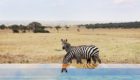 Serengeti-Serengeti-House-3