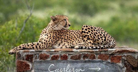 Castleton - Sabi Sands Luxury Accommodation