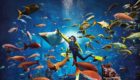Dubai Hotel The Atlantis Palm Resort 6