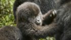 Rwanda Gorillas Nest 5