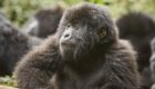 Rwanda Gorillas Nest 6