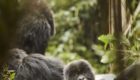 Rwanda Gorillas Nest 7