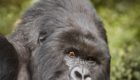 Rwanda Gorillas Nest 8