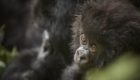 Rwanda Gorillas Nest 9