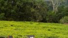 Rwanda Nyungwe House 12