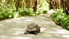 Seychelles Fregate Island 27